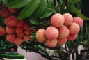 Người bị 6 bệnh này không nên ăn vải dù thèm đến mấy