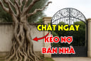 Âm Tăng Dương Cạn Kiệt: 5 cây âm trước nhà càng xanh tốt người lẫn của càng lao đao