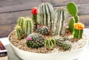 Dù thích đến đâu cũng chớ trồng loại cây này trong nhà sẽ khiến gia chủ mất tiền mất của