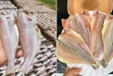 Loại cá ngày xưa chẳng ai thèm ăn, giờ thành đặc sản được xuất khẩu, tranh nhau mua