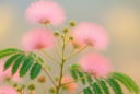 Loài cây “đám mây hồng” nở hoa 10 lần mỗi năm: Người trồng bảo nhau giữ trong nhà để tình cảm luôn êm ấm