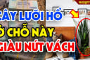 Trồng lưỡi hổ đúng 'Huyệt Vàng' này, gia chủ tha hồ thu lộc: Là chỗ nào?