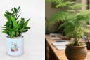 Tuổi Tuất trồng 6 loại cây này, tài lộc kéo đến ầm ầm, tình duyên cũng đỏ như son