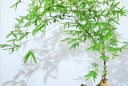 Mùa hè, trồng 5 cây cảnh này trồng nhà, giúp điều hòa không khí, mát lành, sảng khoái và sang trọng