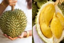 Mua sầu riêng phải nhìn đúng điểm này, chọn được chín ngọt tự nhiên, không hóa chất