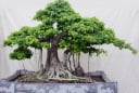 Dùng cây cối làm phong thủy, hãy nhớ 7 nguyên tắc vàng này
