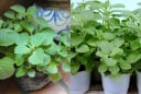 Trồng một lần, ăn cả tháng: Loại rau mọc nhanh như cỏ giúp mẹ đảm tiết kiệm cả chục bữa cơm
