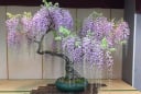 3 loại cây cảnh phong thủy 'thần hộ mệnh của' phòng khách, vừa đẹp, vừa sạch, lại hút tài lộc