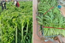 Loại rau phơi khô trông cỏ nhưng xưa là cống phẩm cho vua, nay bán giá cao vẫn được nhiều người săn lùng