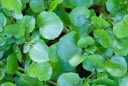 Loại rau siêu thực phẩm chống ung thư, tốt cho tim mạch và xương khớp, bán nhiều ở chợ Việt chỉ 10 nghìn đồng/mớ