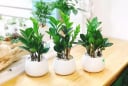 Trồng 5 loại cây này trong nhà, tài lộc kéo về ào ào cả năm