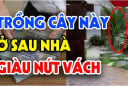 Tổ tiên dặn dò: 4 loại cây trồng trước nhà khánh kiệt, trồng sau nhà giữ của tiền vào như nước, nhớ cho kỹ