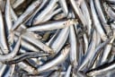 Loại cá dân dã giàu canxi gấp 25 lần cá hồi, giá chỉ 30.000 đồng/kg, thành đặc sản sang trọng