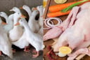Ra chợ mua thịt vịt, nhớ nhìn điểm này thịt vịt ngon ngọt không hôi, ít mỡ nhiều nạc