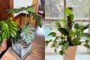 5 loại cây cảnh càng trồng trong nhà càng xui xẻo: Hoa vượng nhưng người không vượng