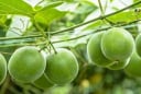 Loại quả kỳ lạ ở Việt Nam ngọt gấp 300 lần đường mía, hỗ trợ điều trị tiểu đường và ngăn ngừa ung thư