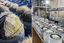 Thêm 2 cơ sở sản xuất giá đỗ ngậm hóa chất bị phát hiện: Quy trình làm ra hàng tấn sản phẩm mỗi ngày