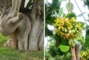 3 'cây ác' tuyệt đối không trồng trước nhà kẻo rước hoạ: Chặt ngay kẻo hối không kịp