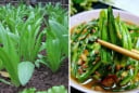 Loại rau 'bình dân' canxi gấp 36 lần nước hầm xương, bổ hơn tổ yến: Chợ Việt bán rất nhiều giá rẻ như cho
