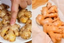 2 tuyệt chiêu quản gừng tươi cả năm, không cần cất tủ lạnh