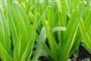 Loại rau giàu canxi vượt trội hơn cả sữa, ăn sống hay chín đều tốt cho sức khỏe