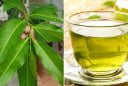 Uống nước vối thường xuyên có tốt không, giúp trị bệnh gì?