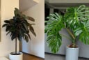 3 loại cây giúp 'trấn trạch' cho ngôi nhà: Chỉ cần 1 chậu tài lộc kéo đến rần rần, gia chủ bình an