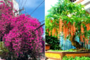 4 loại cây là 'bảo vật' của Thần Tài, trồng trong nhà càng lâu càng có lộc