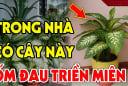 5 loại cây âm trồng trước cửa nhà: Con cháu nghèo khổ 3 đời nên tránh, đó là cây nào?