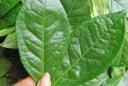 5 loại lá quen thuộc giúp giải độc, thanh lọc phổi tự nhiên hiệu quả
