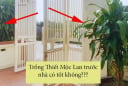 Có nên trồng cây Thiết Mộc Lan trước cửa nhà không?