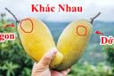 Mẹo mua xoài chín ngọt tự nhiên, không sợ ủ thuốc