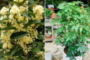 5 loại cây cảnh hút tài lộc hợp cả 5 mệnh, trồng trước nhà là tốt nhất