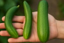 Dưa chuột cong hay thẳng mới ngon? 3 mẹo chọn dưa giòn ngọt mẹ tôi luôn dặn