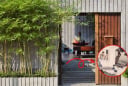 3 thứ không đặt trước cửa, không trồng 3 cây ngoài sân: Là cây gì, thứ gì?