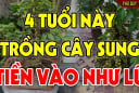 4 tuổi hợp nhất trồng sung, Tiền - Tài lũ lượt kéo về tận cửa
