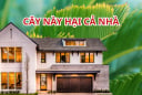 Tổ tiên chỉ bảo: 'Cây ngũ quỷ trước nhà, người suy, tiền cạn kiệt', trồng cây cảnh nhớ tránh 5 loại này