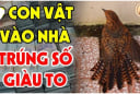 4 con vật vào nhà Đệ Tử Thần Tài: Trúng Số giàu to