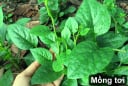 6 loại rau nhặt lá đừng ném bỏ cành, đem cắm xuống đất quanh năm được ăn rau sạch