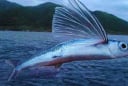 Loại cá 'bay' xa nhất thế giới, có thể bơi hoặc bay vù vù trên mặt biển, cao nhất tới 1000 mét