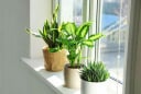 Những vị trí vàng để đặt cây xanh trong nhà: Vừa mát mắt, vừa chiêu tài cực mạnh