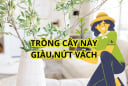 3 loại cây cảnh hợp cả 5 mệnh, dễ trồng dù nhà chật hay rộng, giàu hay nghèo đều trồng được