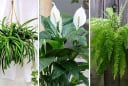 Cây cảnh như “máy hút mùi mini”: Đặt 1 chậu trong phòng tắm là sạch bong, thơm mát