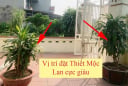 Trồng cây Thiết Mộc Lan trước cổng nhà có tốt không? 3 chỗ trồng Tiền tiêu thả cửa