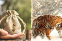 3 con giáp càng làm càng giàu, ở hiền gặp lành: Cuối năm 2025 tắm trong cơn mưa tiền khiến mọi người trầm trồ