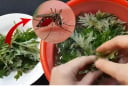 Vò nắm lá này đặt trong phòng là muỗi tự giác kéo nhau đi hết, cả nhà yên tâm ngủ