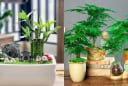 5 loại cây phong thủy cha mẹ nên đặt trong nhà giúp trẻ học giỏi, thi đâu đỗ đó