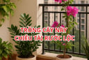 Đặt đúng 1 trong 5 loại cây này ở Ban Công, Vận May kéo đến không ngừng nghỉ, nhanh chóng Giàu sang