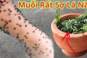 Không cần phun thuốc hay vượt muỗi: Bỏ nắm lá này vào phòng, muỗi sợ hãi bay xa, yên tâm ngủ ngon