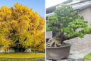 3 loại cây cảnh 'giữ nhà' được giới nhà giàu ưa chuộng: 10 nhà trồng thì 9 nhà giàu sang